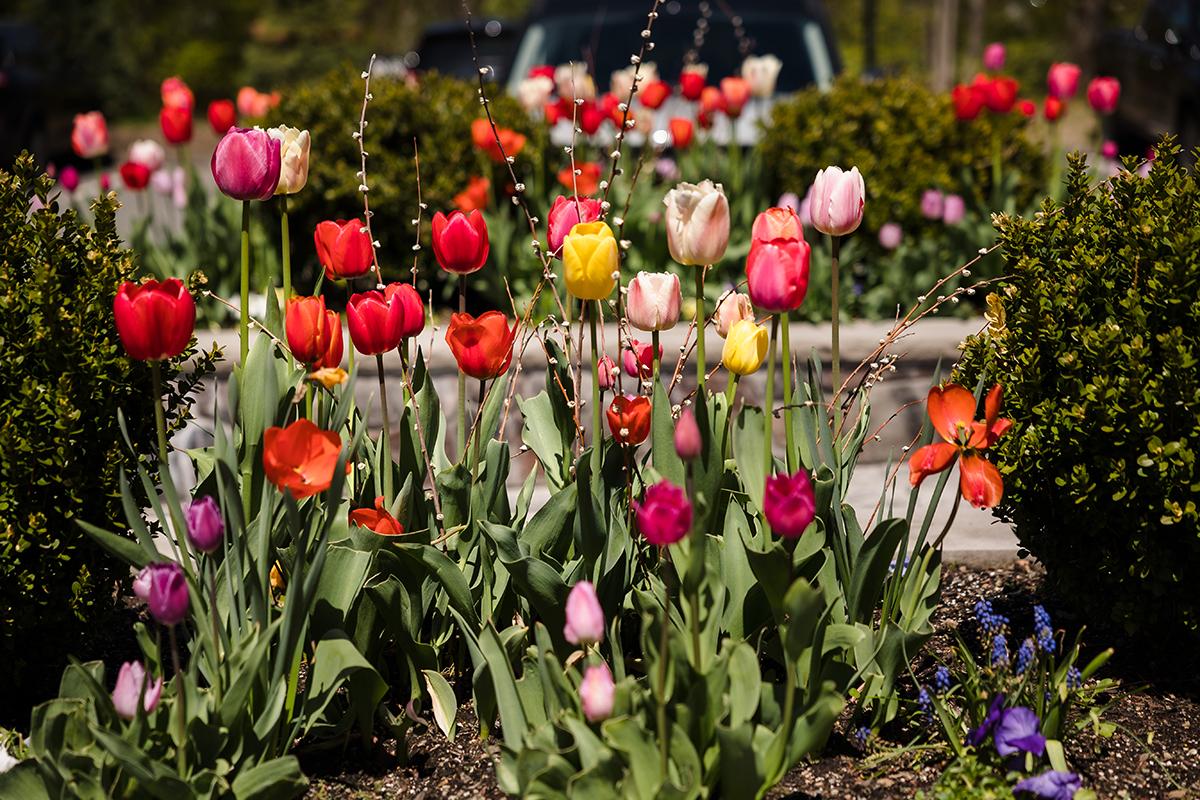 Colorful tulips bloom in a garden with green shrubs and a blurred background.