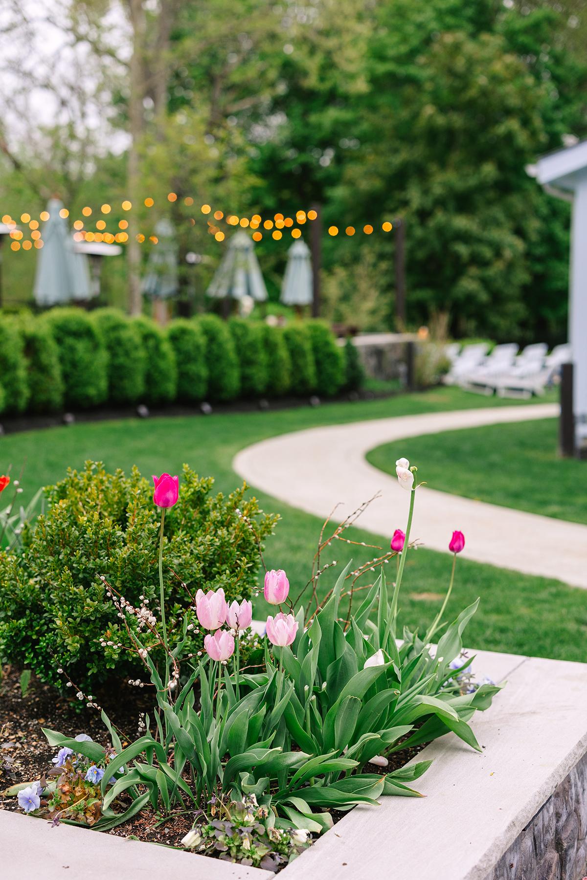 Tulips in a garden, pathway, and string lights in the background.